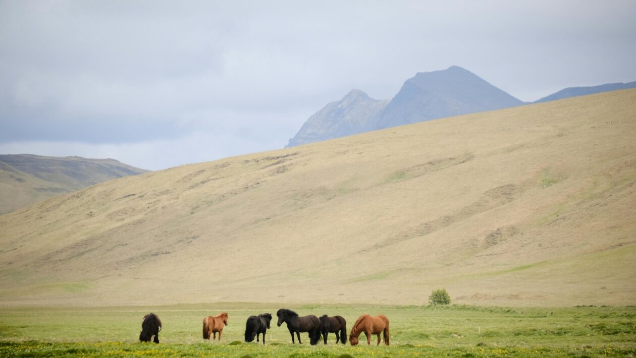 Copywriting pre e-commerce: Popisy produktov a konverzné texty