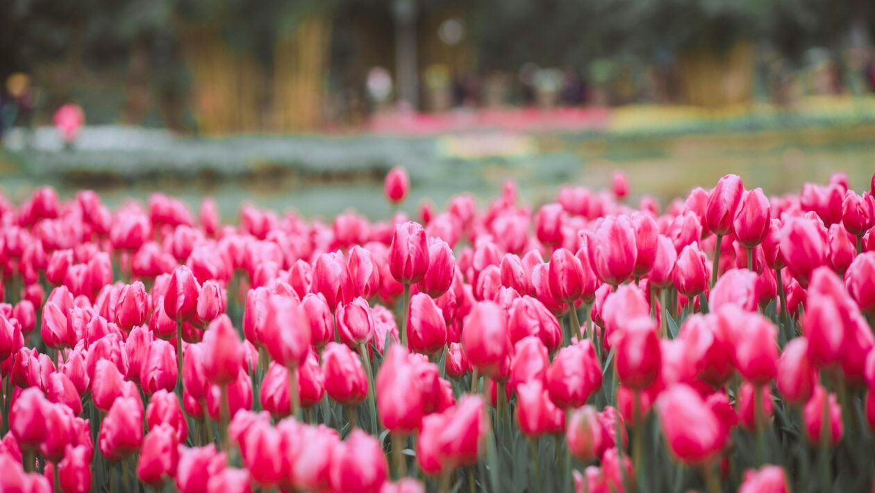 Koncepčné rámce: Strategický význam marketingového mixu v súčasnom plánovaní