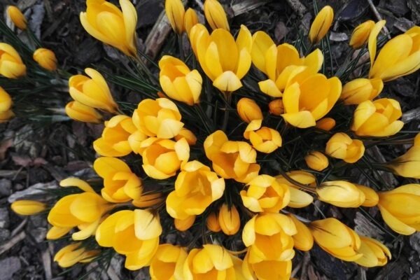 Vytváranie hodnoty: Synergické efekty produktovej, cenovej a komunikačnej politiky