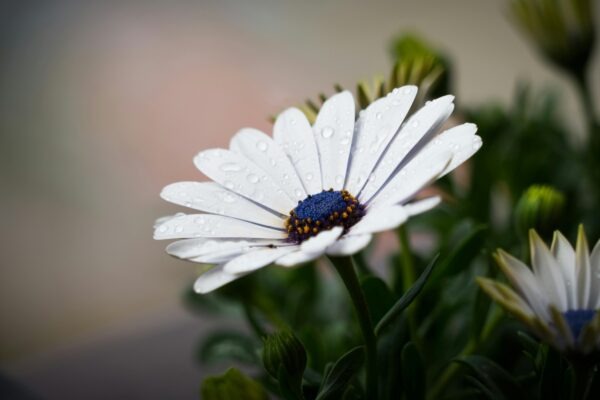 Kvantifikácia vzťahu: Meranie zákazníckej spokojnosti a budovanie dlhodobej lojality
