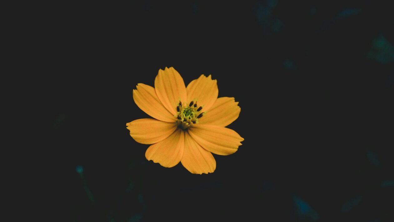 Dátovo riadená stratégia: Význam dát a analytiky pre úspech online kampaní