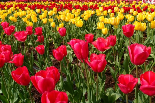 Základy plánovania: Stanovenie cieľov, KPI a definovanie cieľových skupín