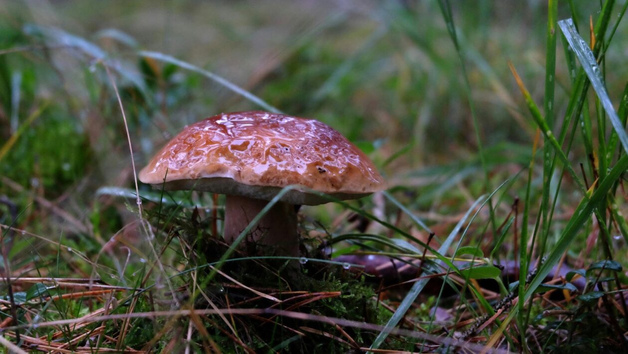 Platformy pre analýzu: Google Analytics a využitie iných dátových platforiem