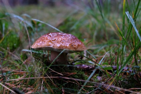 Platformy pre analýzu: Google Analytics a využitie iných dátových platforiem