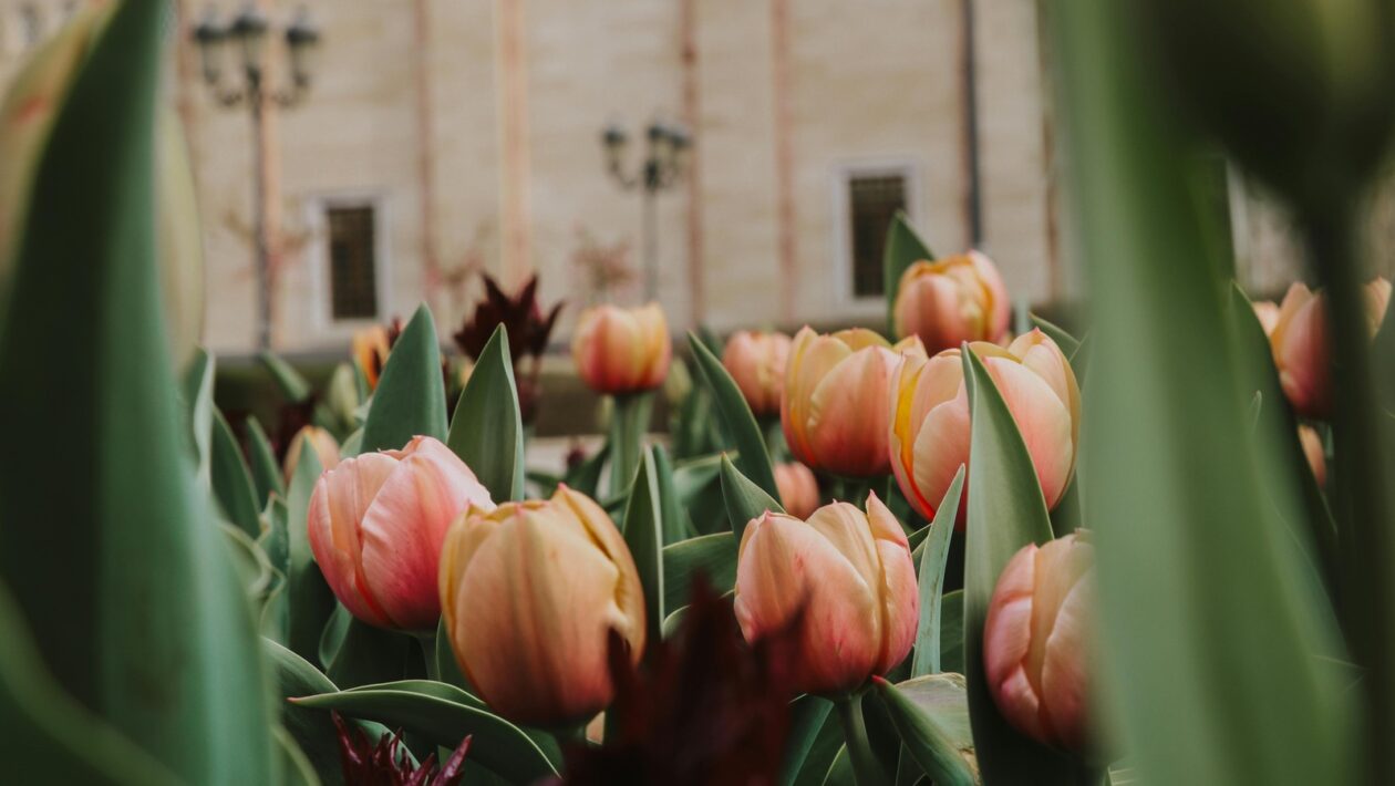 Atribúcia predaja: Meranie konverzií a určenie prínosu jednotlivých kanálov