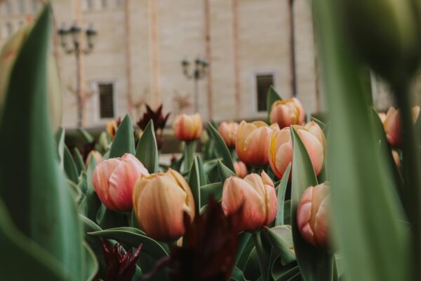 Atribúcia predaja: Meranie konverzií a určenie prínosu jednotlivých kanálov