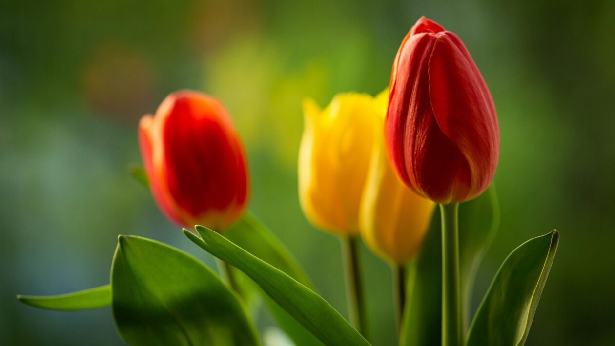 Retencia a angažovanosť: Princípy a strategický význam remarketingu