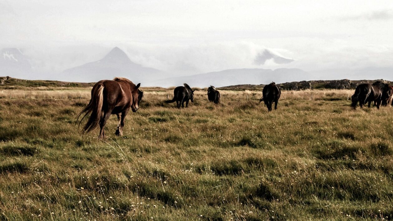 Obsahová stratégia: Vytváranie hodnotovo orientovaného obsahu pre akvizíciu zákazníkov