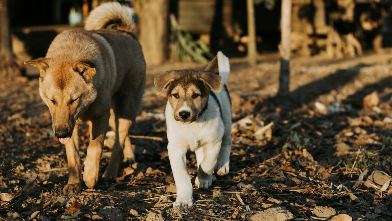 Psychológia rastu: Kognitívne mechanizmy stojace za používateľským rastom