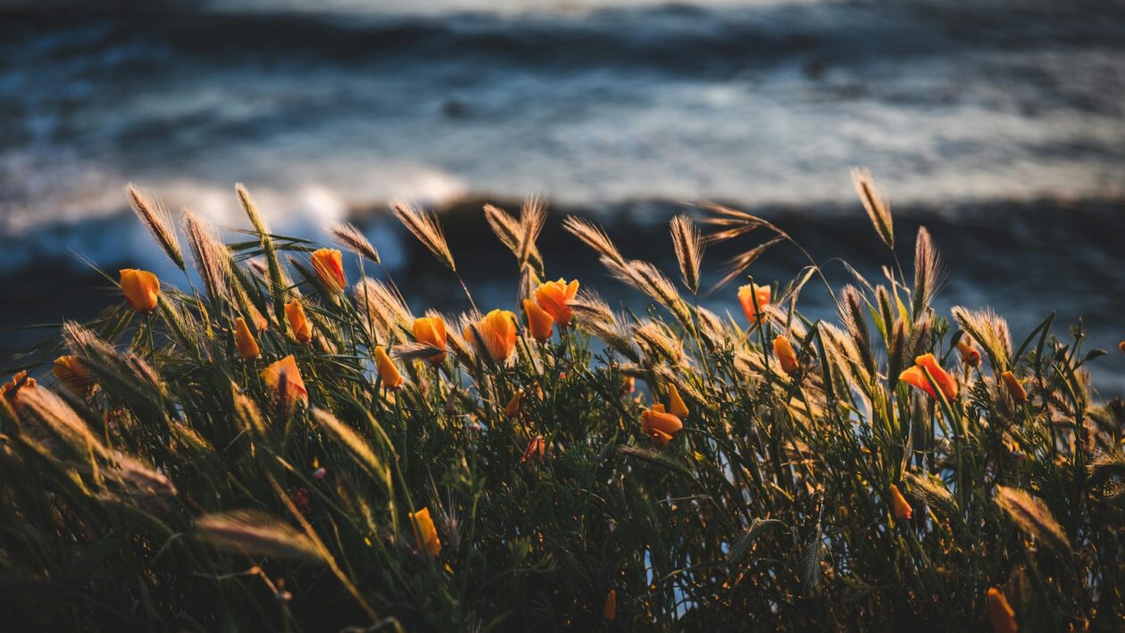 Architektúra kampaní: Prehľad a typológia kampaní v Meta Ads Manageri