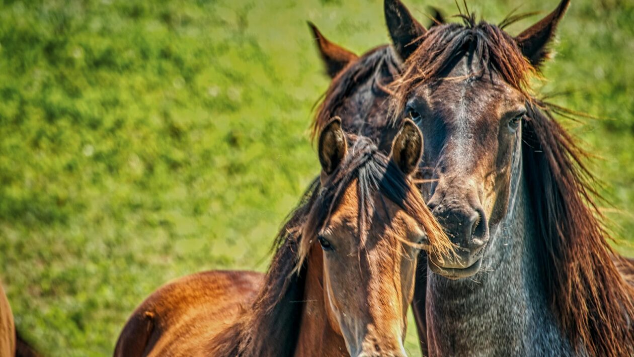 Metriky rastu: Analýza engagementu a strategické riadenie rastu profilu
