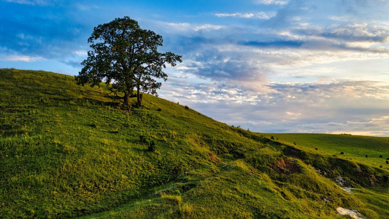 Algoritmický fenomén: Mechanika algoritmu a aktuálne trendy platformy TikTok