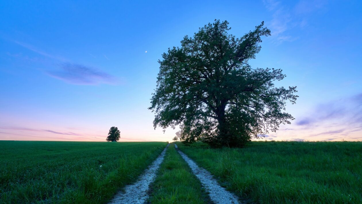 Vírusový potenciál: Stratégie pre tvorbu virálneho obsahu na TikTok