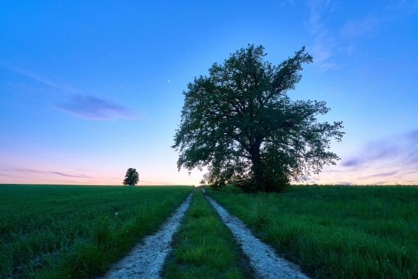 Vírusový potenciál: Stratégie pre tvorbu virálneho obsahu na TikTok