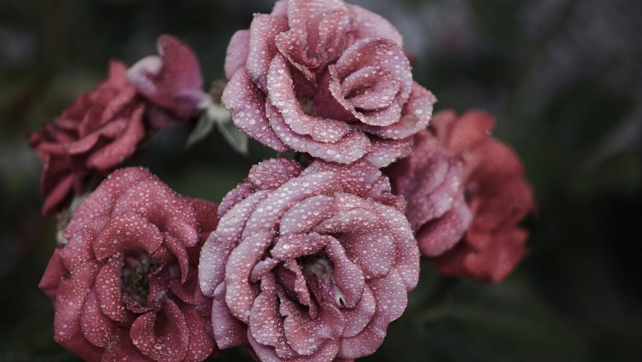 Reklamná monetizácia: Model monetizácie a typy reklám na YouTube