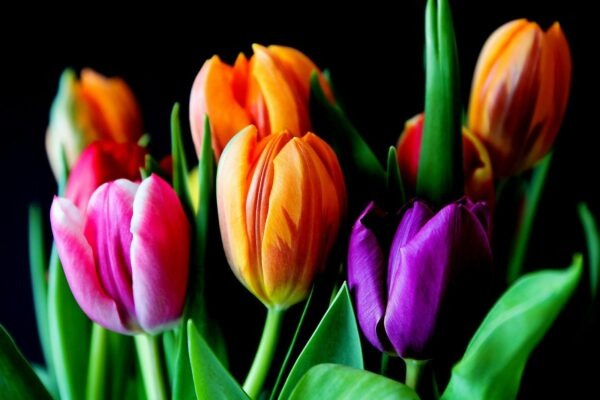 Real-Time Engagement: Efektívna a rýchla komunikácia na platforme X (Twitter)