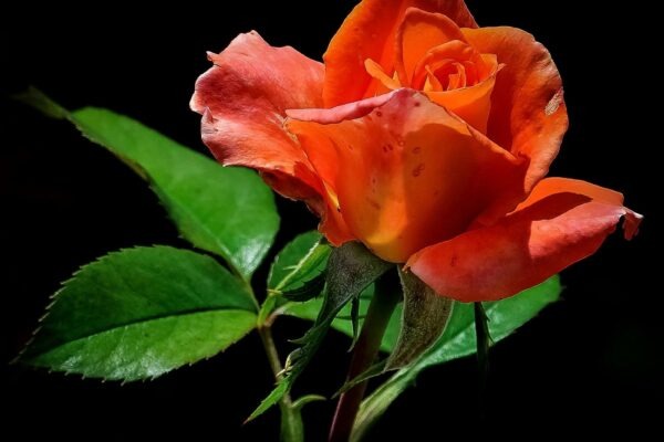 Virálny dosah: Hashtag stratégie a stimulácia virálnych diskusií