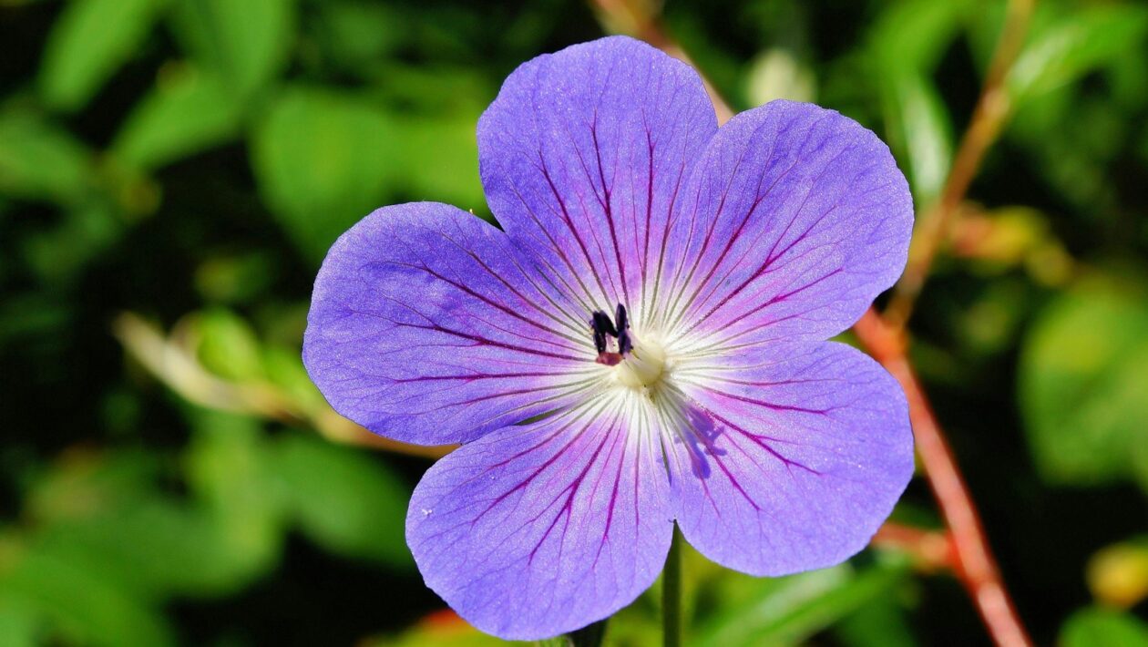 Monitoring reputácie: Reputačný manažment a monitoring reakcií používateľov