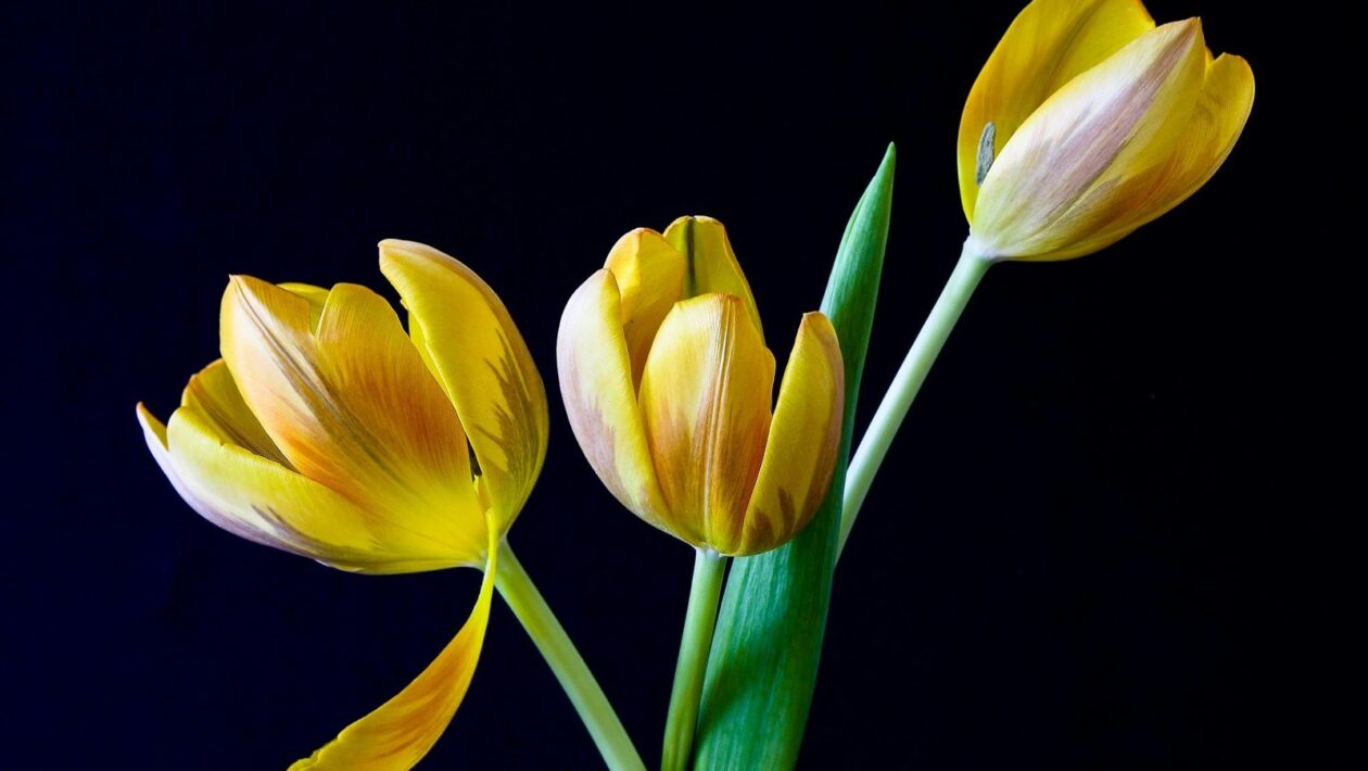 Sociálna psychológia: Psychológia komunity a mechanizmy angažovanosti