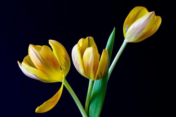 Sociálna psychológia: Psychológia komunity a mechanizmy angažovanosti