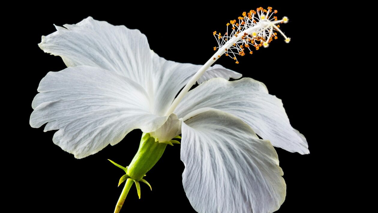 Dôveryhodnosť online: Autenticita a budovanie dôvery v digitálnom prostredí