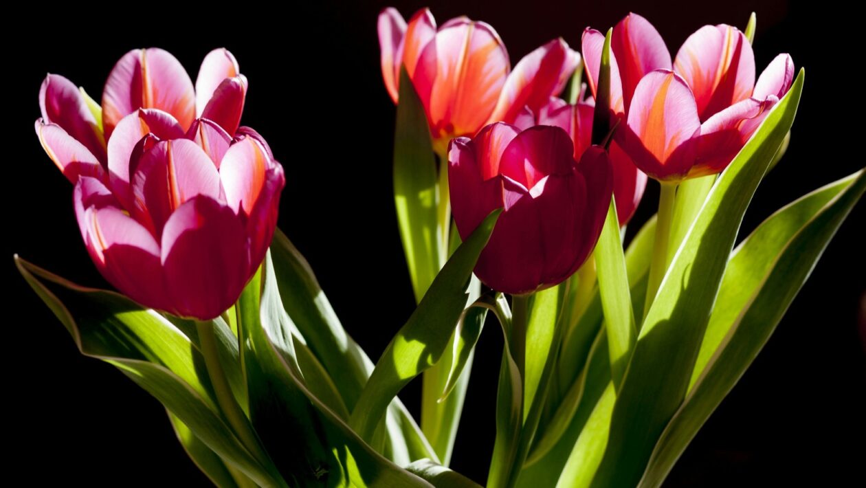 Dôvera a regulácia: Etika a transparentnosť pri platených spoluprácach s influencermi