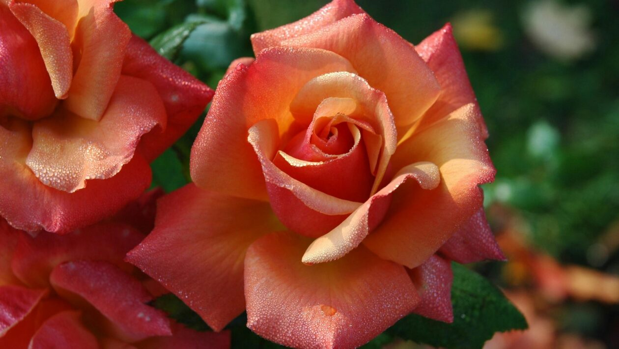 Príbehy úspechu: Detailné prípadové štúdie efektívnych influencer kampaní