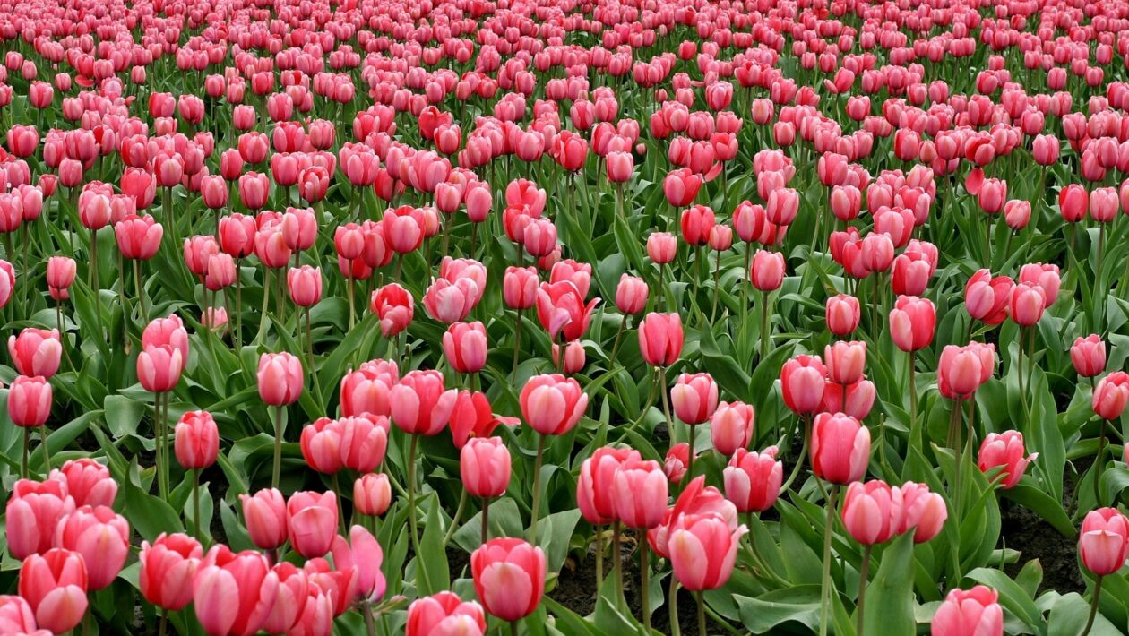 Autentický obsah: Využitie obsahu generovaného používateľmi (UGC) v marketingovom mixe