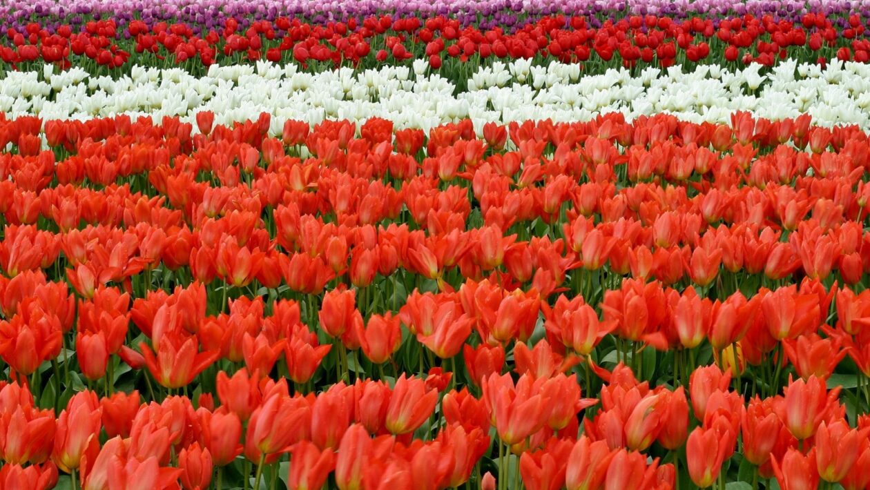 Licencovanie obsahu: Právne aspekty používania používateľského obsahu