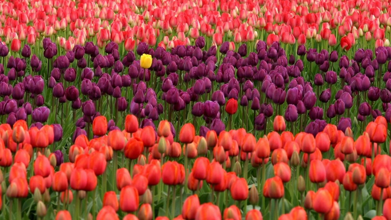 Dôvera cez príbehy: Ako autenticita reálnych príbehov buduje dôveru značky