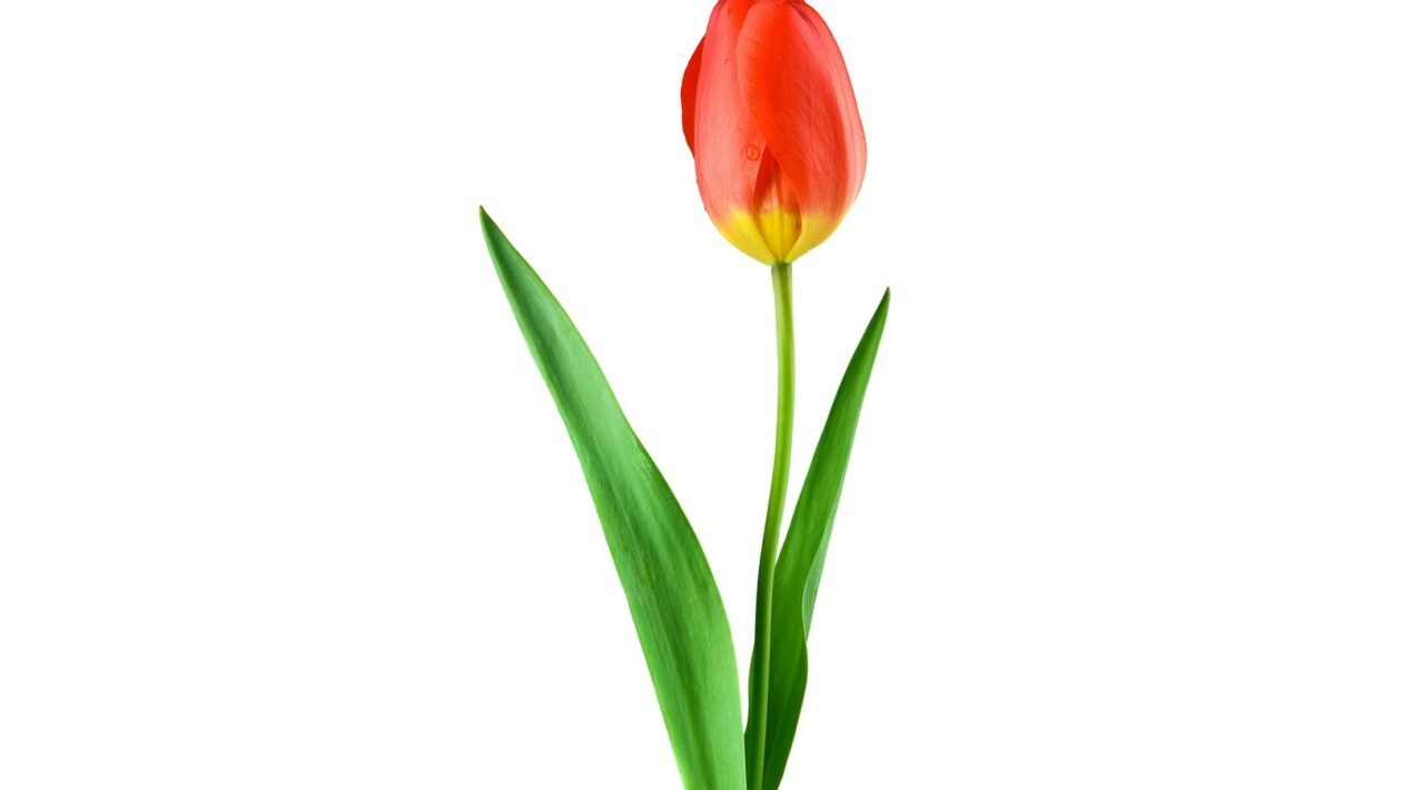 Sociálny dôkaz: UGC ako nástroj psychologického overenia a vplyvu