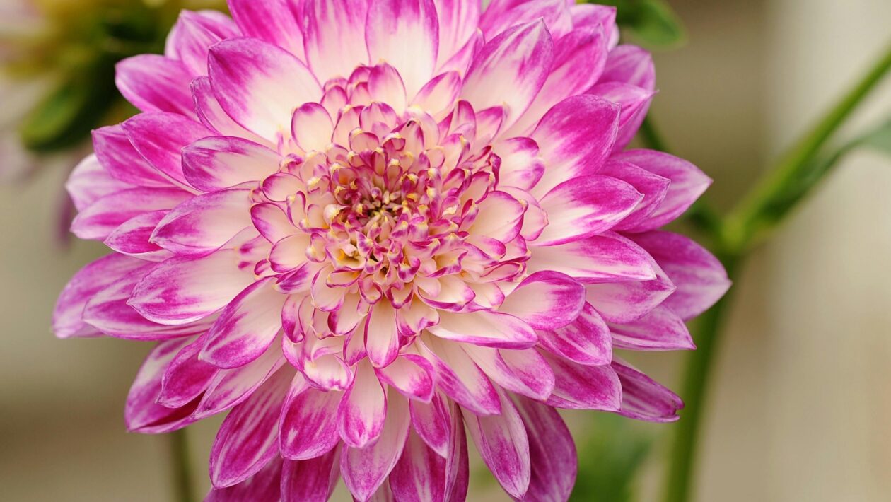 Návratnosť investícií (ROI): Meranie efektivity investícií do tvorby obsahu