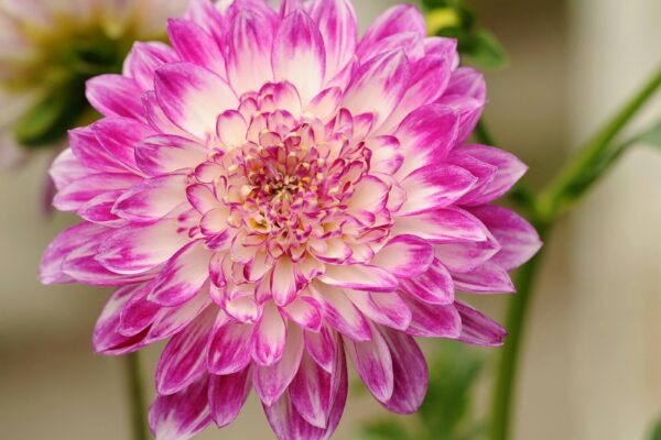 Návratnosť investícií (ROI): Meranie efektivity investícií do tvorby obsahu