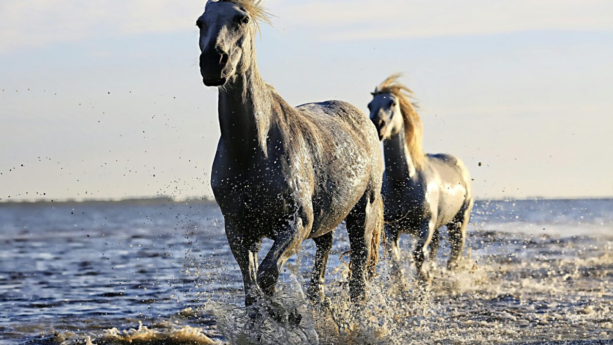 Optimalizácia pre vyhľadávače: SEO úpravy textu a výskum relevantných kľúčových slov