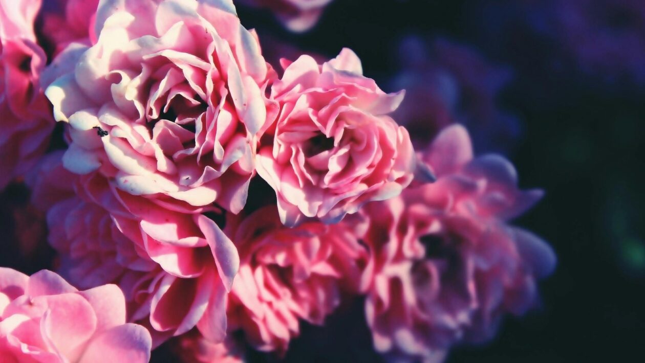 Meranie akvizície: Analýza návštevnosti a konverzií plynúcich z blogu