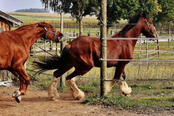 Experimentálny dizajn: A/B testovanie titulkov a optimalizácia konverzných prvkov