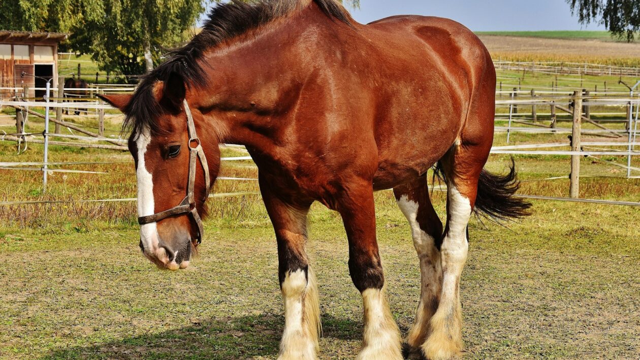 Videotypológia: Edukatívne, produktové, lifestyle a iné formy videoobsahu