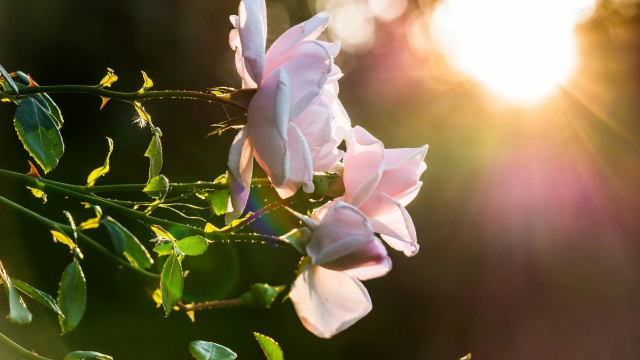 Firemný hlas: Tvorba podcastu – obsahová stratégia, formát a produkcia