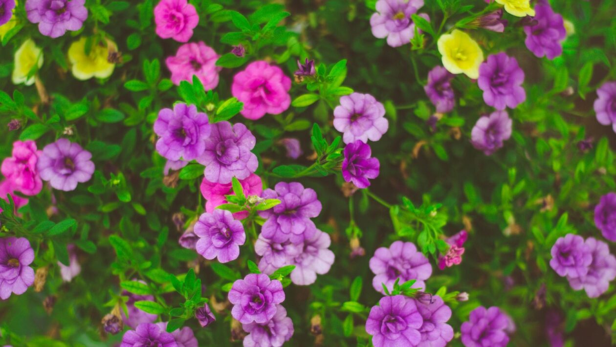 Kanálová distribúcia: Distribúcia podcastov cez kľúčové streamingové platformy