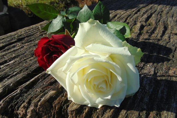 Značka so zvukom: Audio branding a definovanie hlasu značky (Brand Voice)