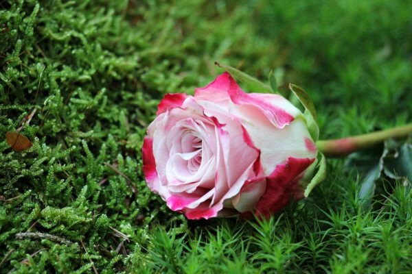 Vizuálne fragmenty: Mikroformáty ako Reels, Shorts a Stories v praxi