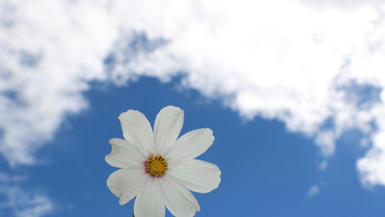 Spotreba obsahu: Vplyv rýchlej konzumácie obsahu na správanie publika