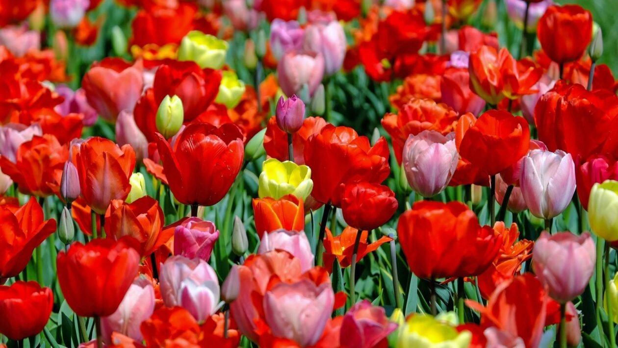 Multiplatformová adaptácia: Optimalizácia mikroobsahu pre rôzne digitálne platformy