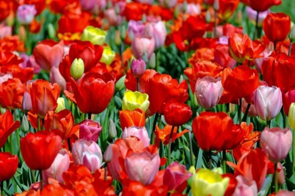 Multiplatformová adaptácia: Optimalizácia mikroobsahu pre rôzne digitálne platformy