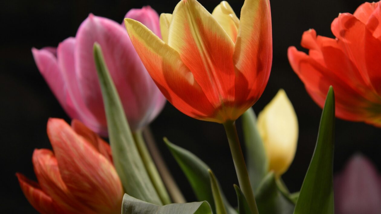 Optimalizácia e-commerce: Popisy produktov a kategórií pre maximálnu konverziu