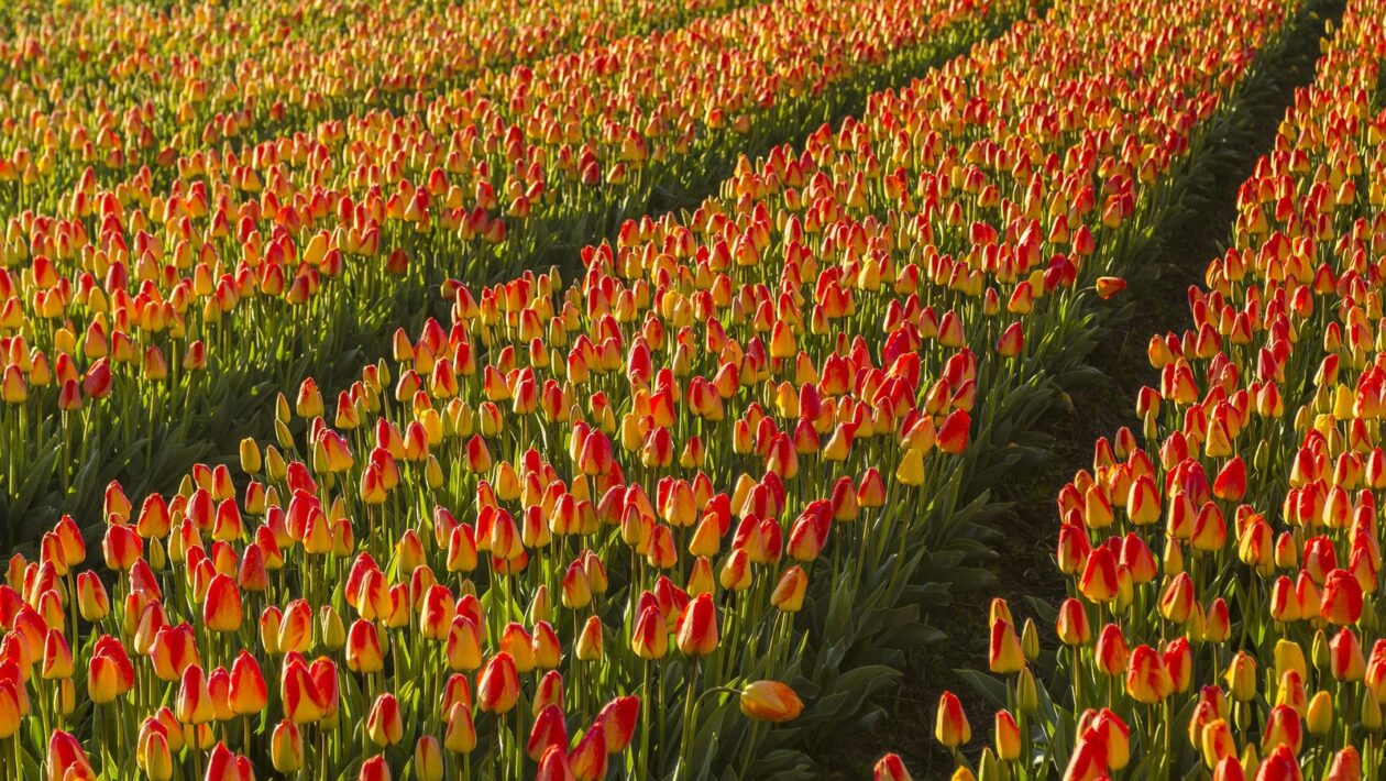 Zmyslový vplyv: Farby, zvuky a vizuálne stimuly ovplyvňujúce nákupné správanie