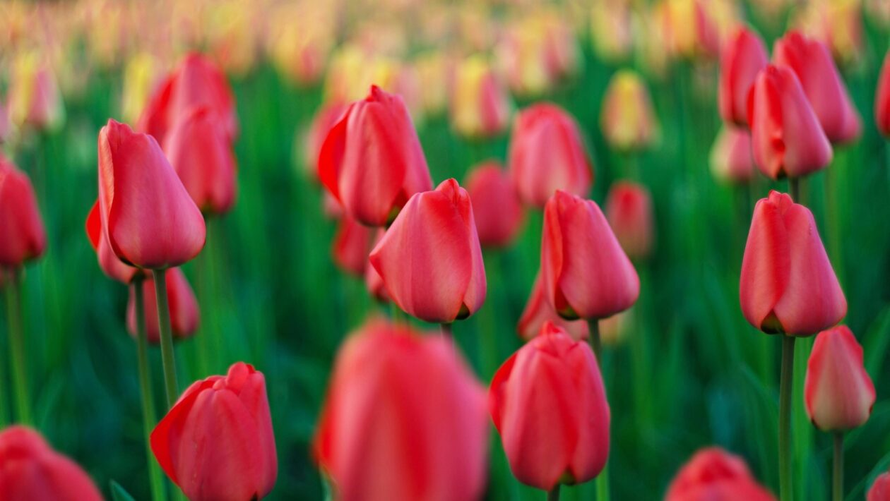 Hodnotový pilier: Identifikácia a definovanie esencie hodnoty značky