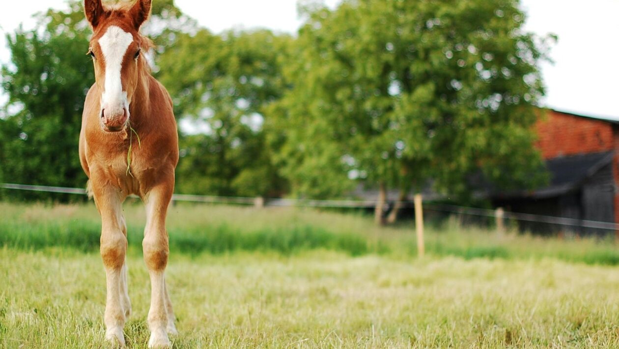Vizuálna DNA: Logo, farby a typografia ako kľúčoví nositelia firemnej identity