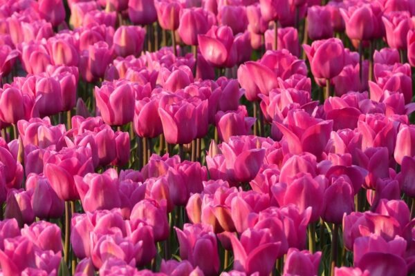 Strategický facelift: Vizuálny rebranding – efektívne metódy a postupy