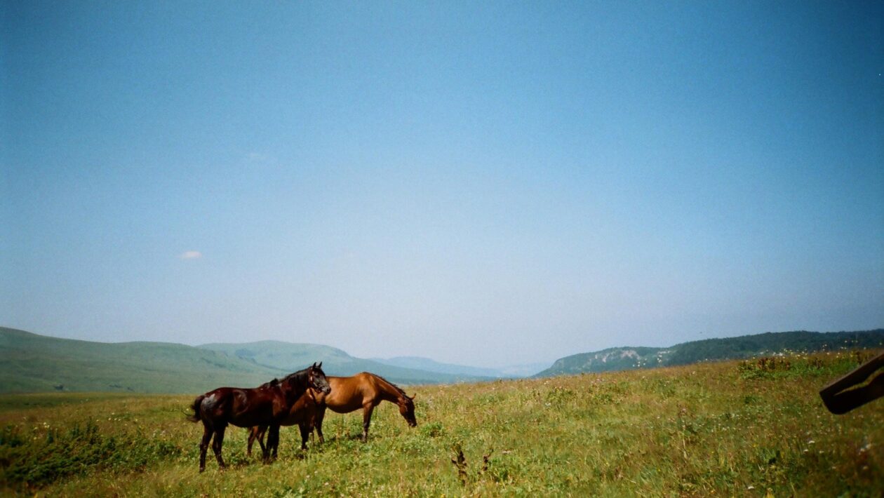 Digital Monitoring: Online nástroje a metódy na meranie povedomia značky